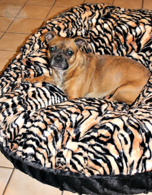 The Grump on a Baylee Nasco bed. 