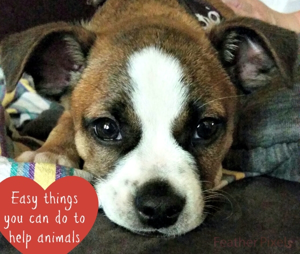6 Easy Things You Can Do to Help Animals