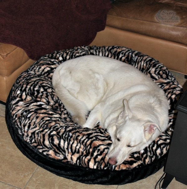 Luxury Pet Bed from Baylee Nasco