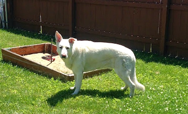 Pet Health with Revitamal #AntiAgingPets