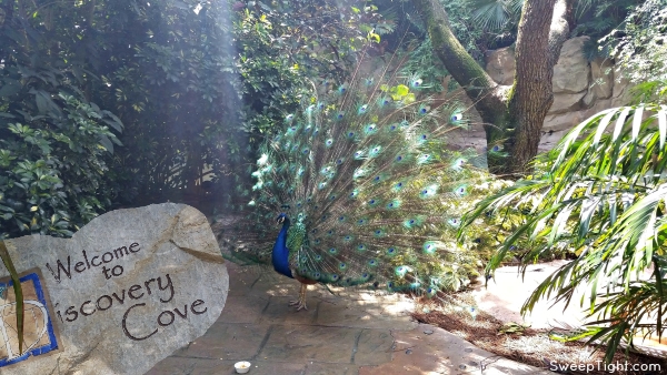 Welcome to Discovery Cove #RockYourVacation