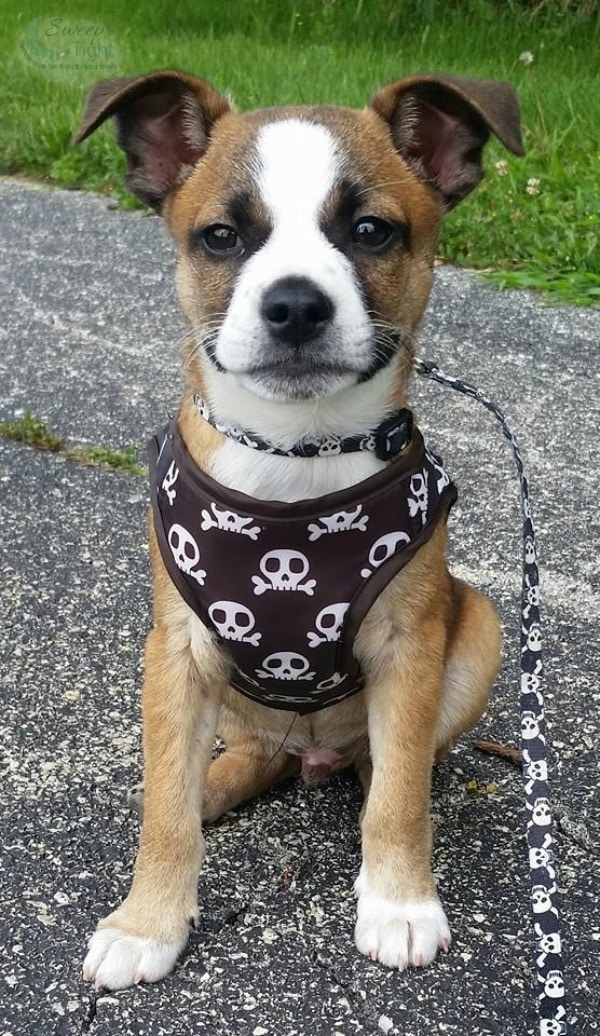 Foster Puppy Boston Terrier Beagle Mix