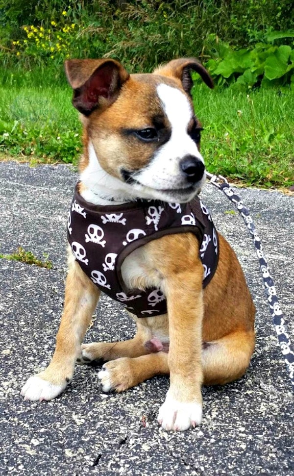 Boston terrier beagle mix puppy. 