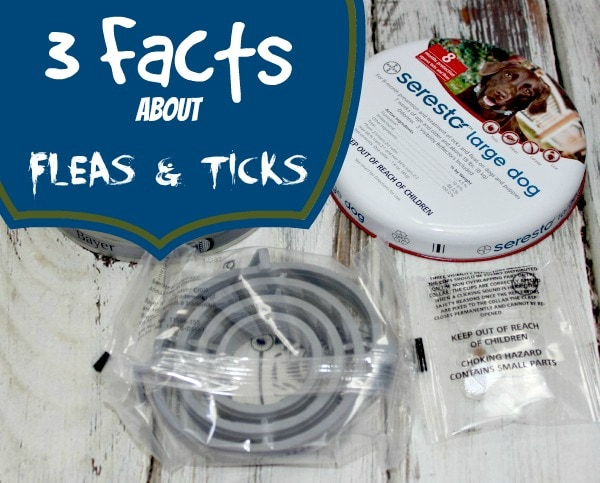 Three Facts about Fleas and Ticks #Seresto