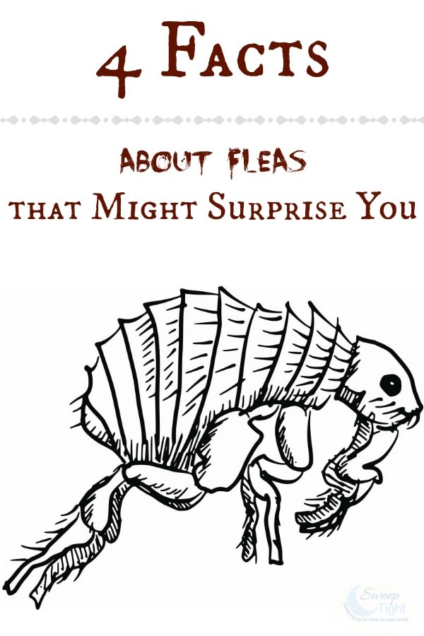 4 Facts about Fleas that Might Surprise You #Seresto