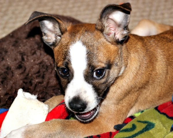Franklin - Rawhide theif