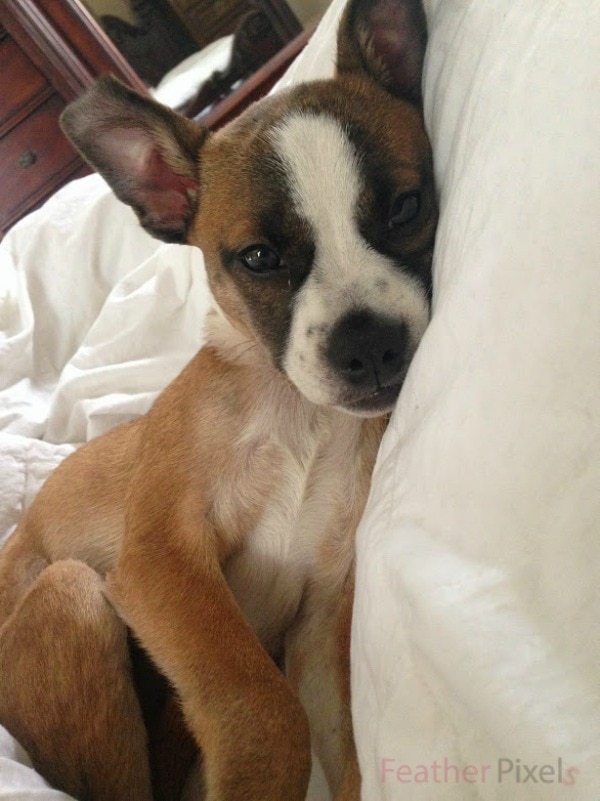 14 Strange Places Our Puppy Has Peed