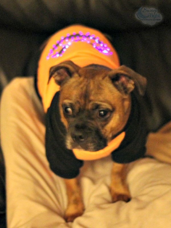 Light up pumpkin pet costume.