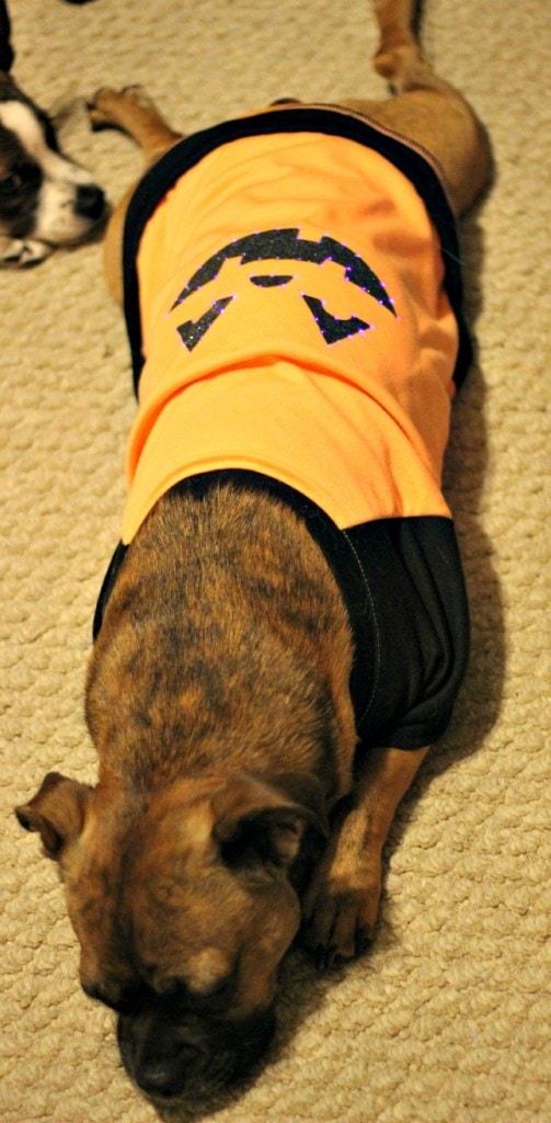 Pug mix dog in a pumpkin shirt. 