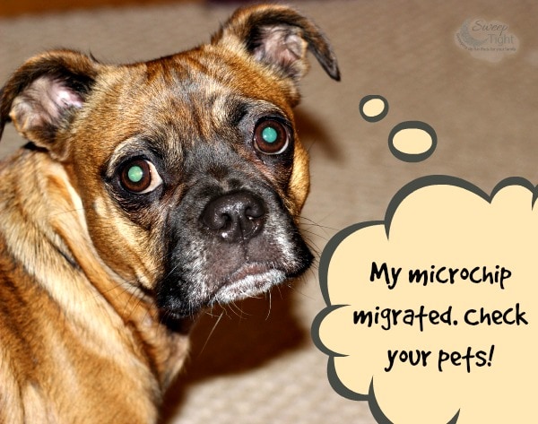 The grump with text that says "my microchip migrated. Check your pets!"