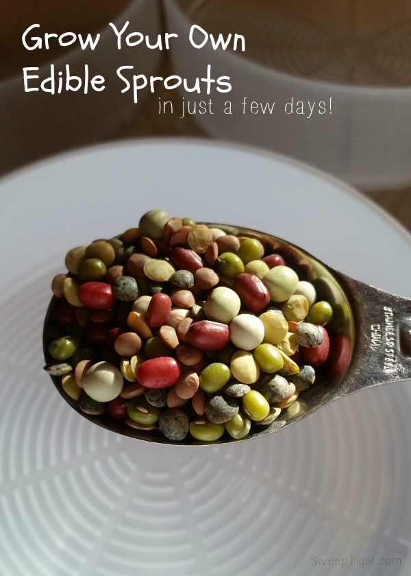 Bean sprouts are so healthy. Grow them yourself year round! #organic