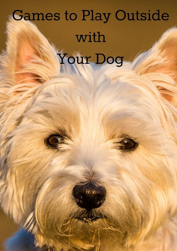 5 Fun Outdoor Games for You and Your Dog