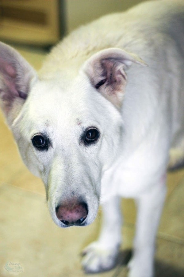 Purina Products and Easy Shopping with Dollar General