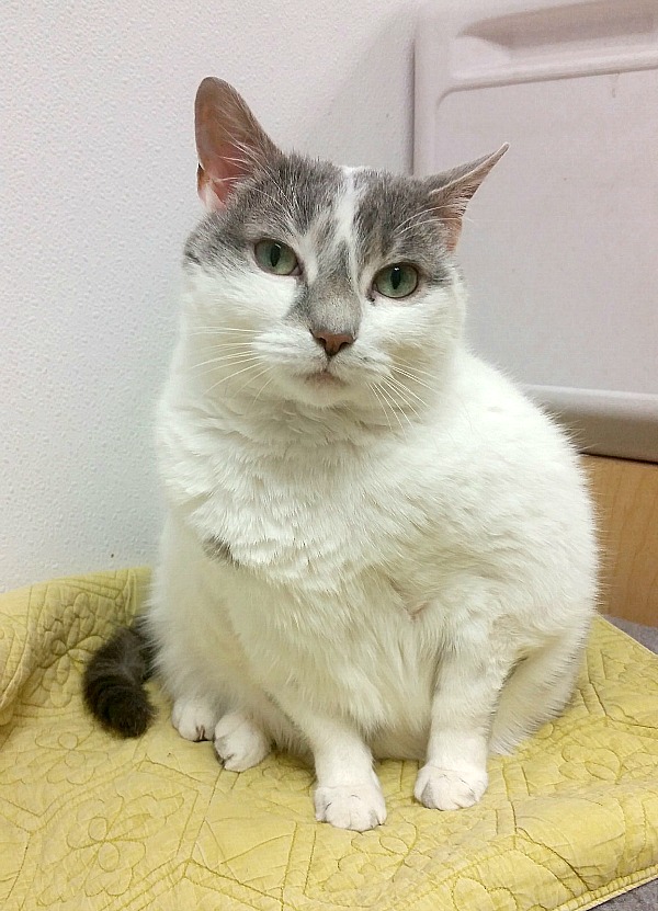 Honeyham the cat. 