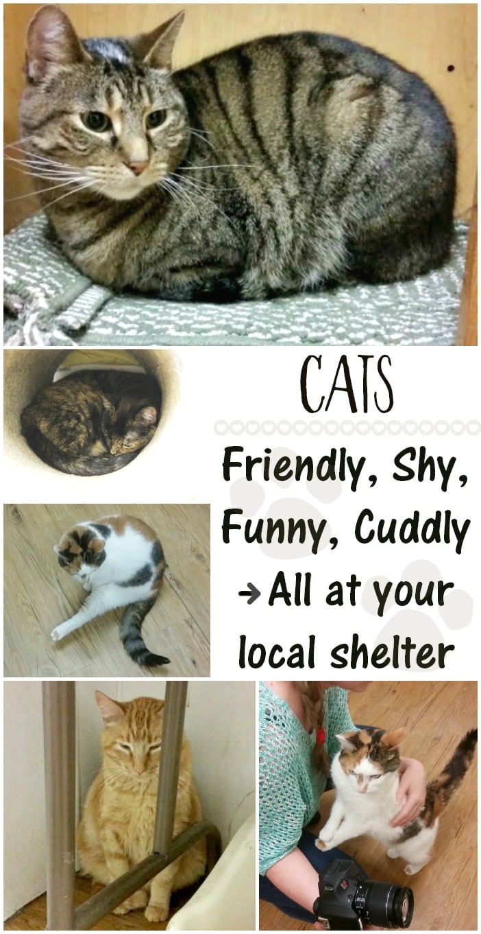 Collage of cats at the shelter. 
