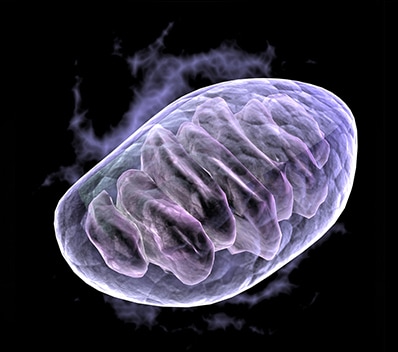 MitoQ - Protecting Your Body's Power Plant