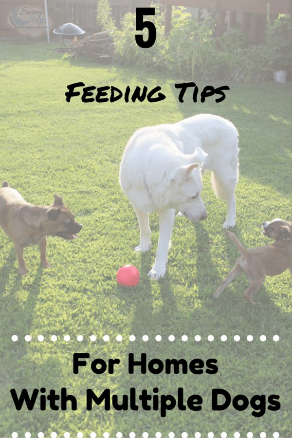 5 Feeding Time Tips for Homes with Multiple Dogs