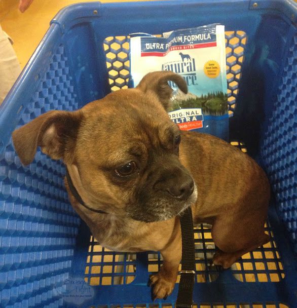 Grump's First Trip to PetSmart for Dog Food
