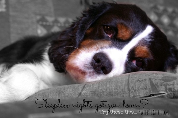 Cocker Spaniel puppy with his head on a pillow looking tired. 