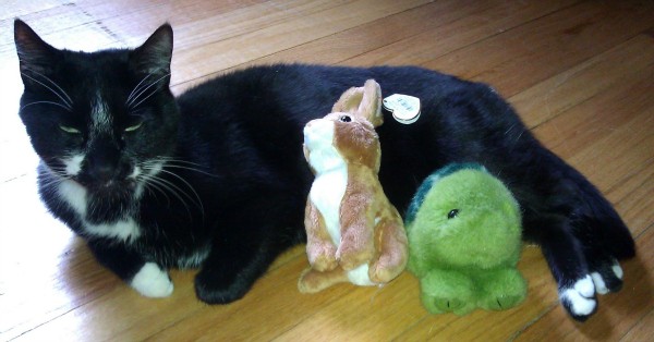 cat-sitter
