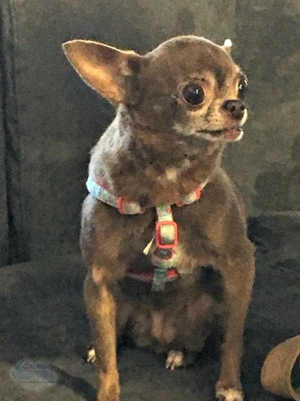 Chloe Kardoggian.