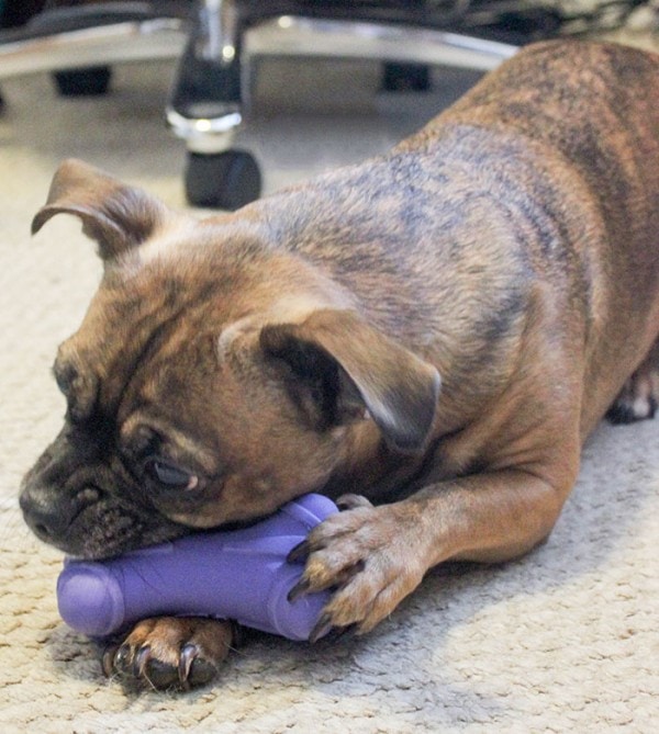 Pet Care Package - Loving Surprise for Pets and Their Humans