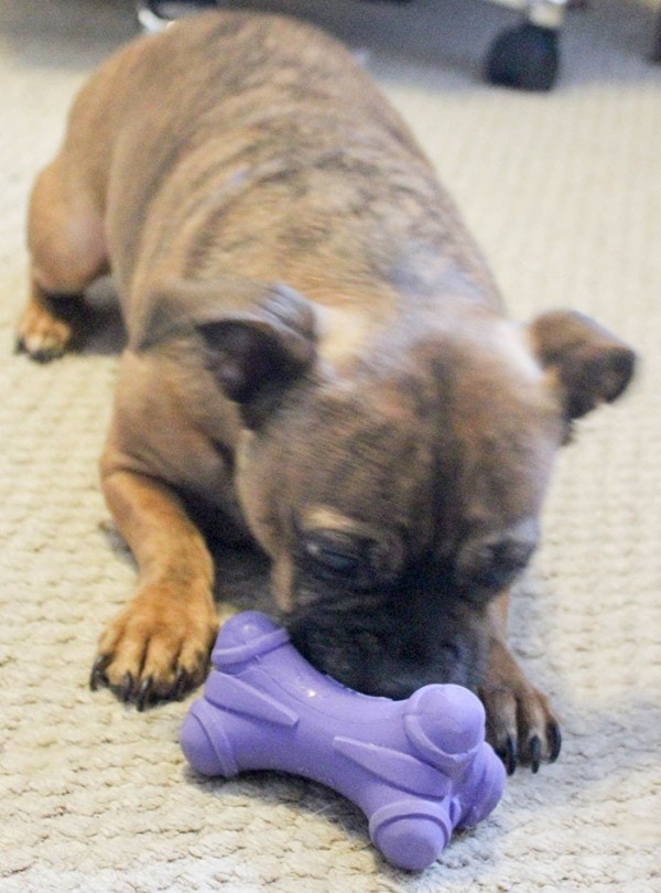Pet Care Package - Loving Surprise for Pets and Their Humans