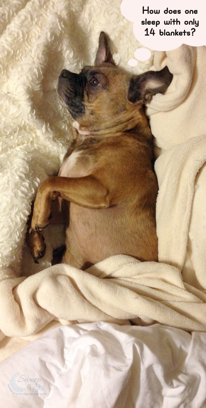 Pet Spring Cleaning Tips for Our Lovable Dirty Dogs
