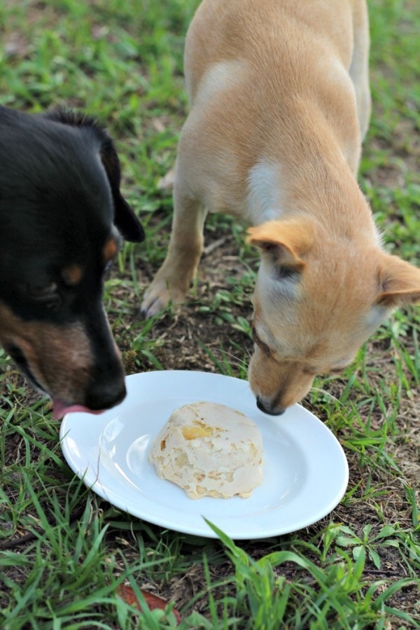 Two dogs looking at a frozen dog treat on a plate.