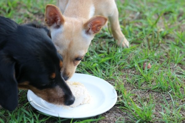 Two dogs licking a dog treat on a plate outside.