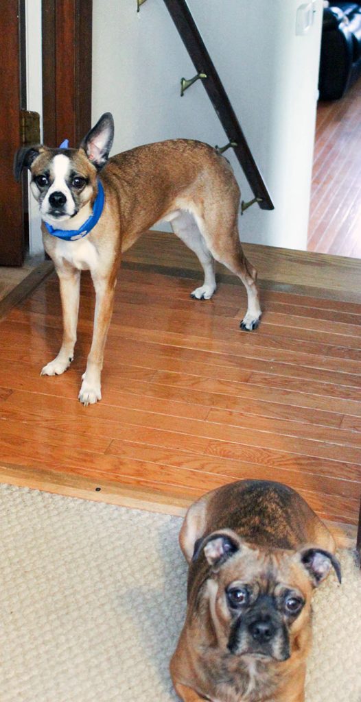 4 Tips on How to Help with Anxiety in Dogs