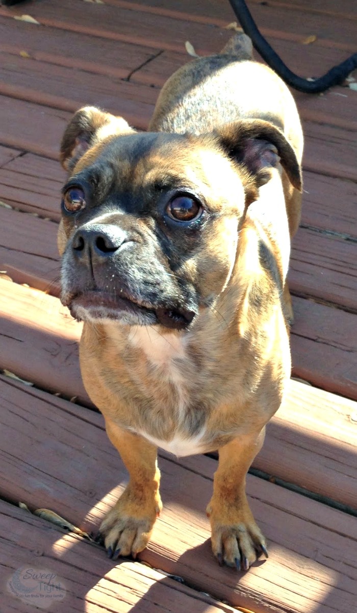 Wellness Grain Free Dog Food for a More Playful Grump #GrainFreeForMe