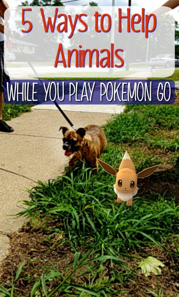 Help Animals in Pet Shelters while you Pokemon GO