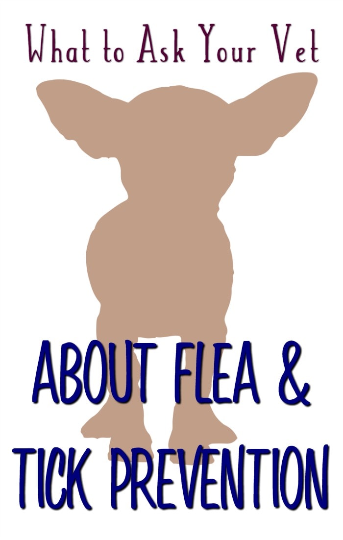 Dog Flea and Tick Control - What to Ask Your Vet #12Bravecto