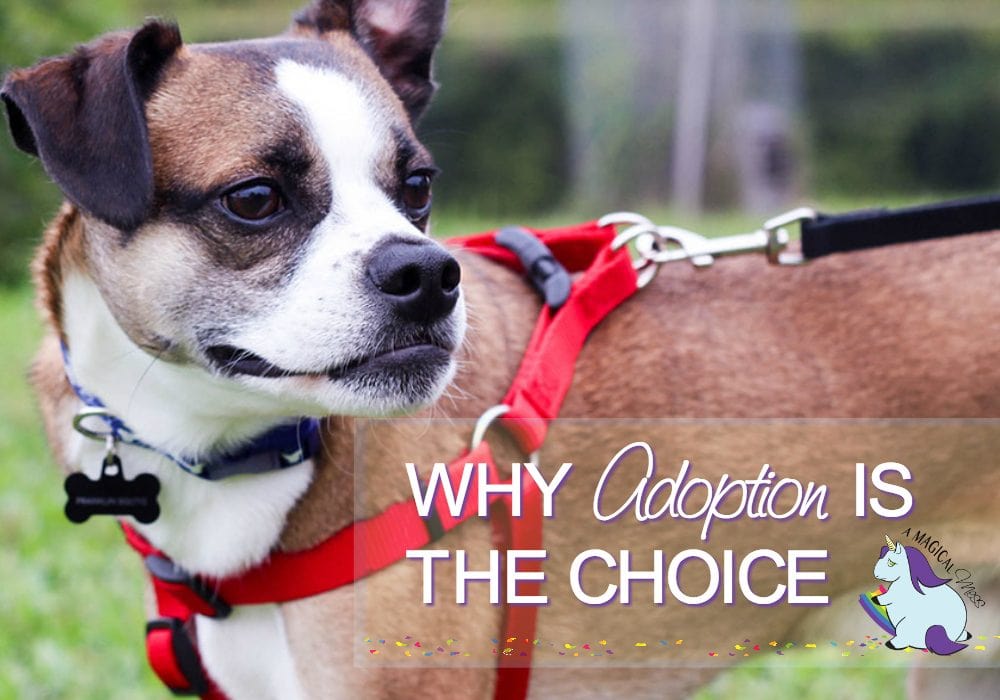 7 Reasons to Choose Pet Adoption Online Sites