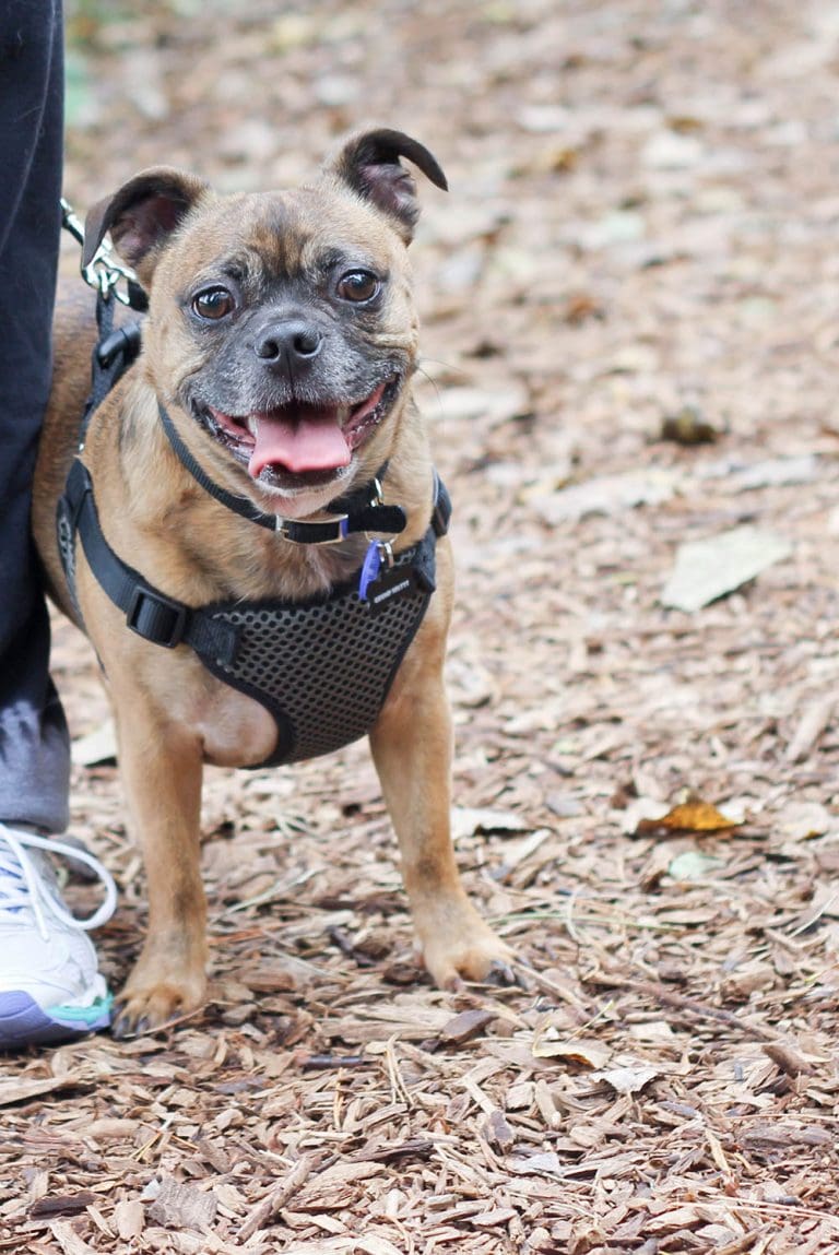 Watch out for Migrating Chips in your Pets