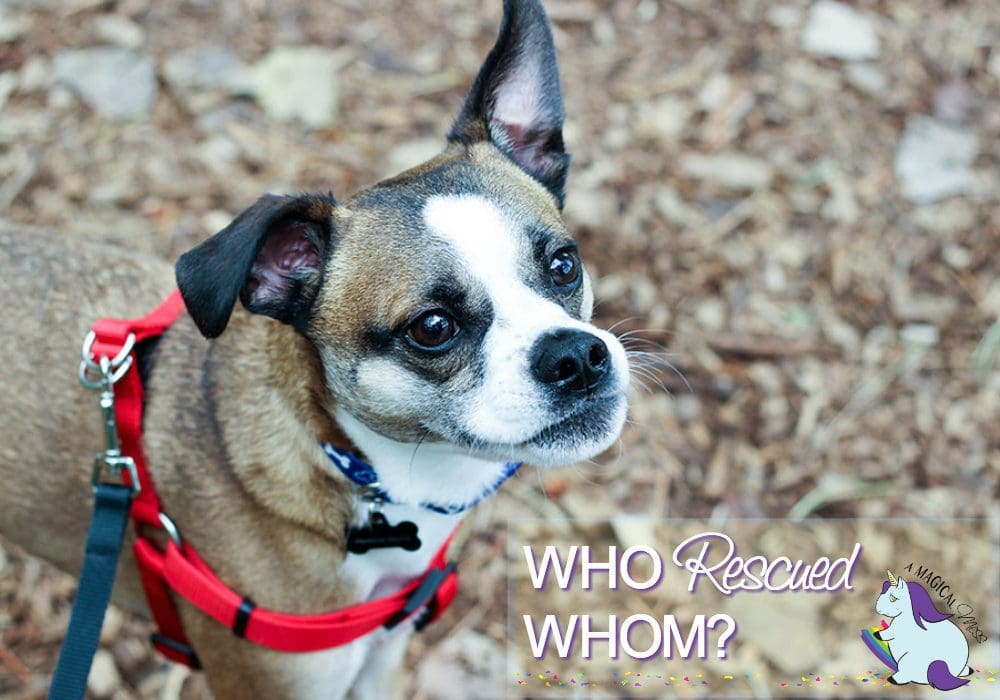 5 Ways My Rescue Dogs Rescue me Right Back - Who rescued Whom?