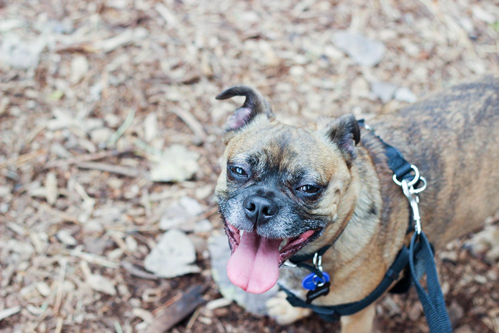 5 Ways My Rescue Dogs Rescue me Right Back - Smily Grump