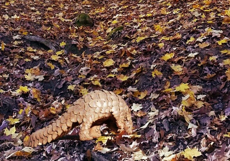 A Pangolin Found in Palos Hills