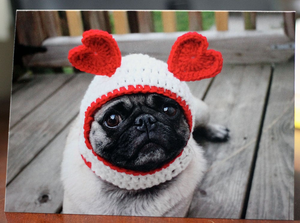 Cute Pug Dog Valentine's Day Card