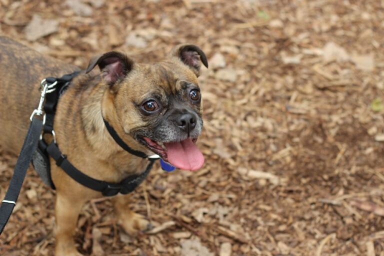 Dog Flu – How Merck and The Dogist are Raising Awareness