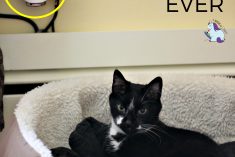 Pinterest Hidden Image