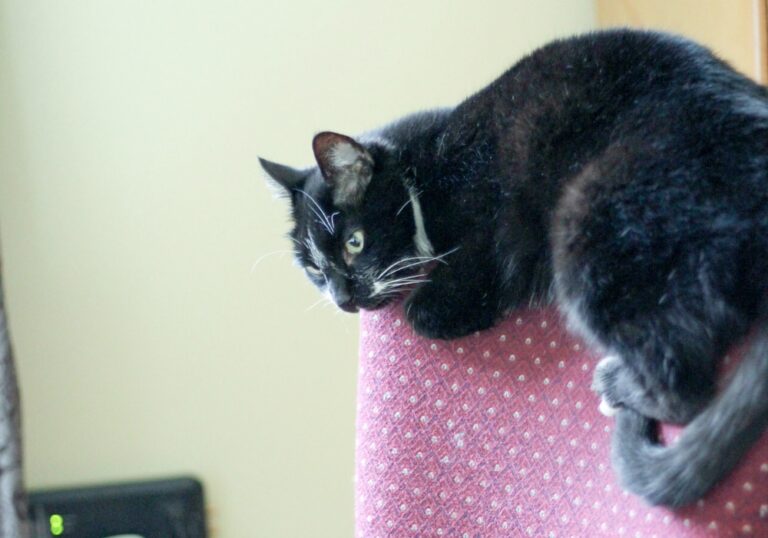 The Best Cat Calming Products Behind My Happy Cat