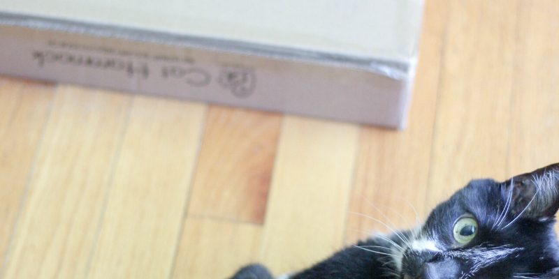 Best Hammock for Cats and How to Get Your Cat to Love It