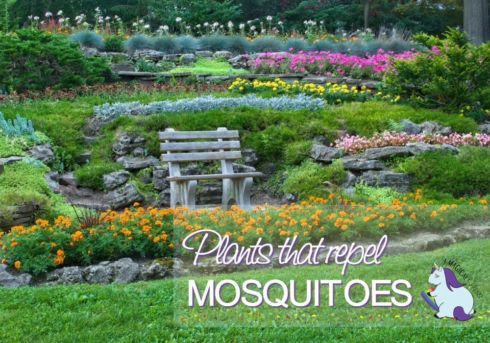 A beautiful garden with colorful plants and flowers. 