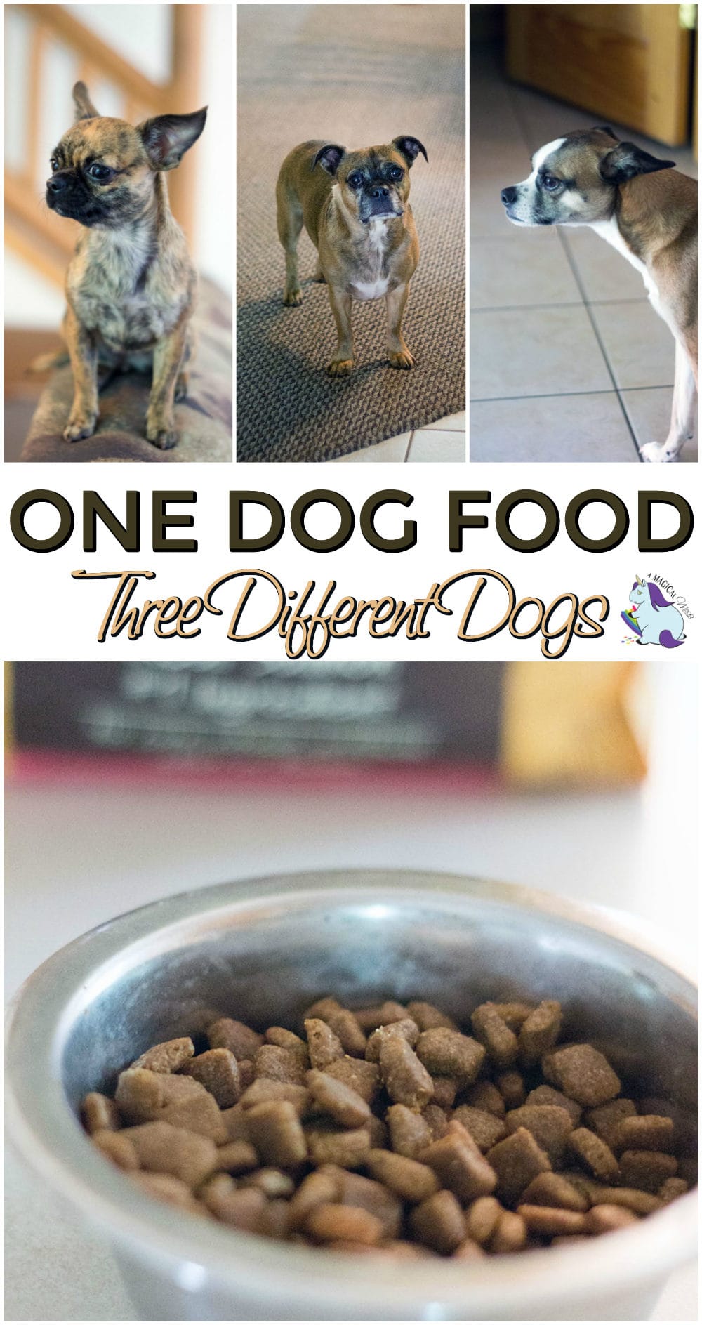 Easy to Find Healthy Dog Foods for Multiple Dogs