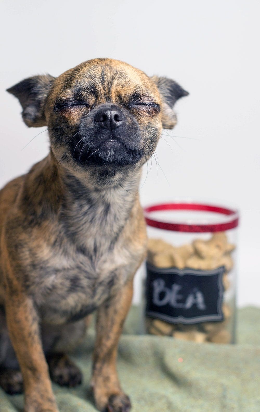 Little Bits next to her dog treats jar.