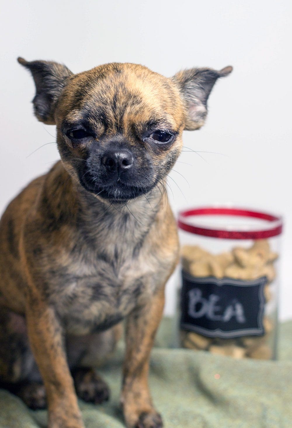 Bea sitting by her dog treat jar.