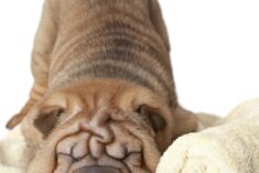 Pinterest Hidden Image