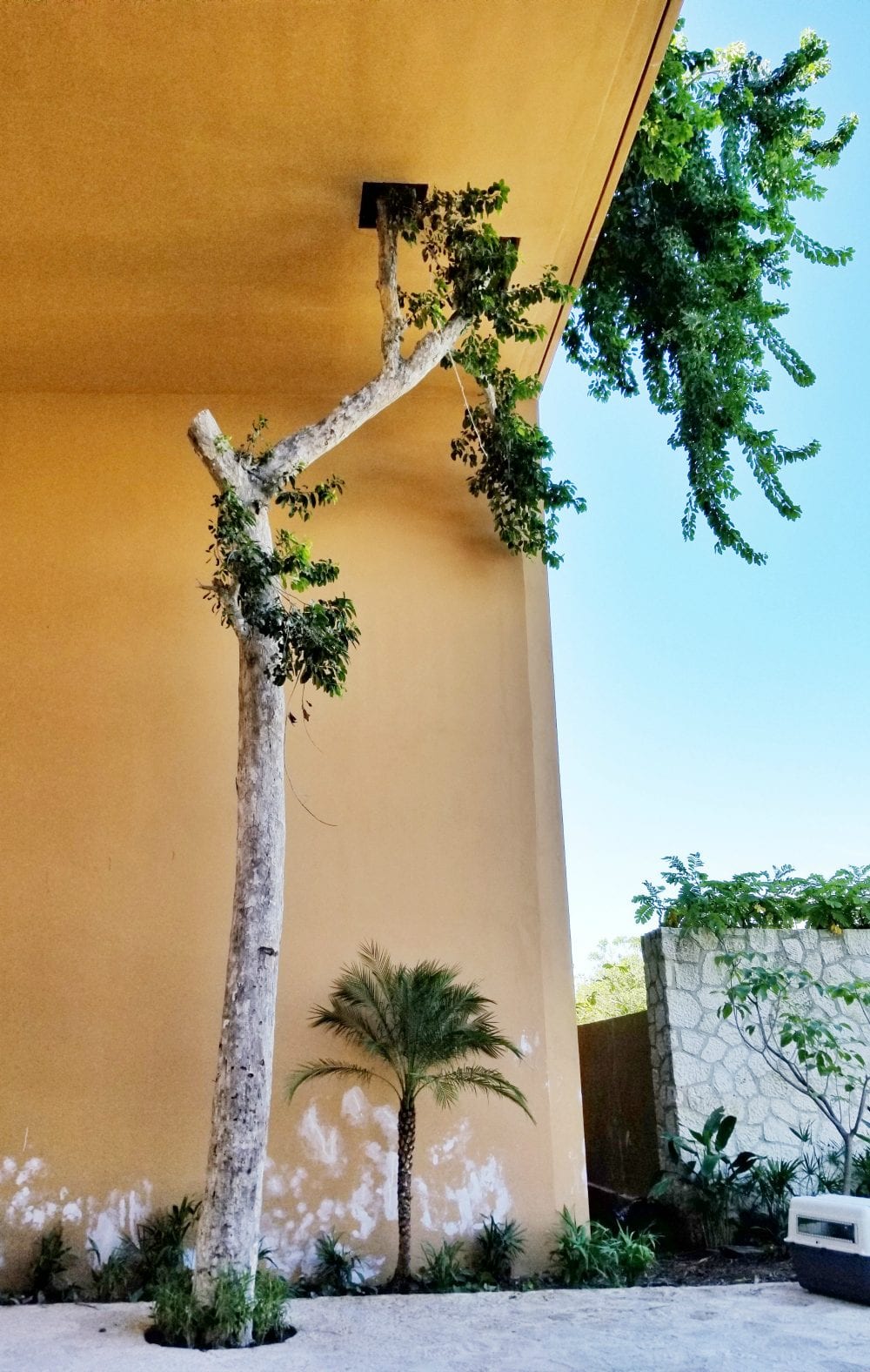 A tree growing inside the building. 